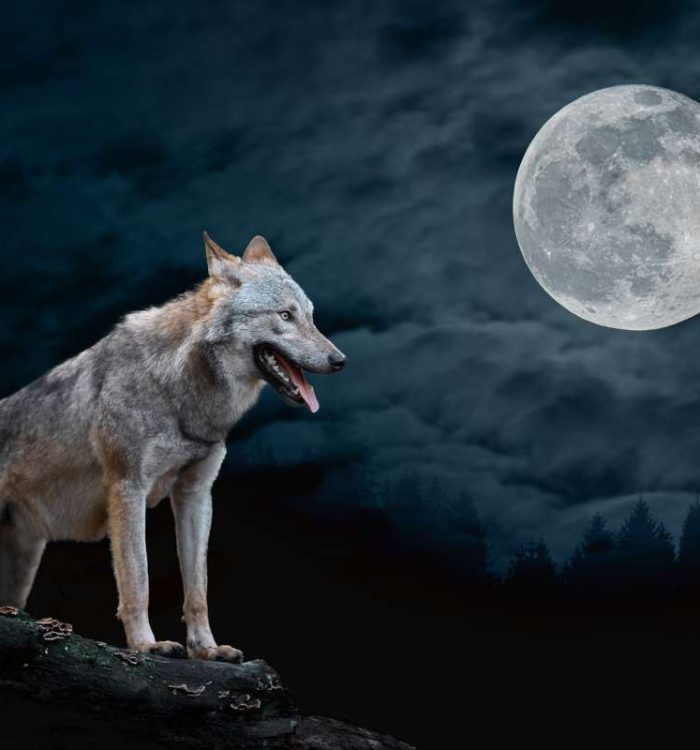 Susikuu – täydenkuun muistutus siitä, kuka olit ennen kuin unohdit